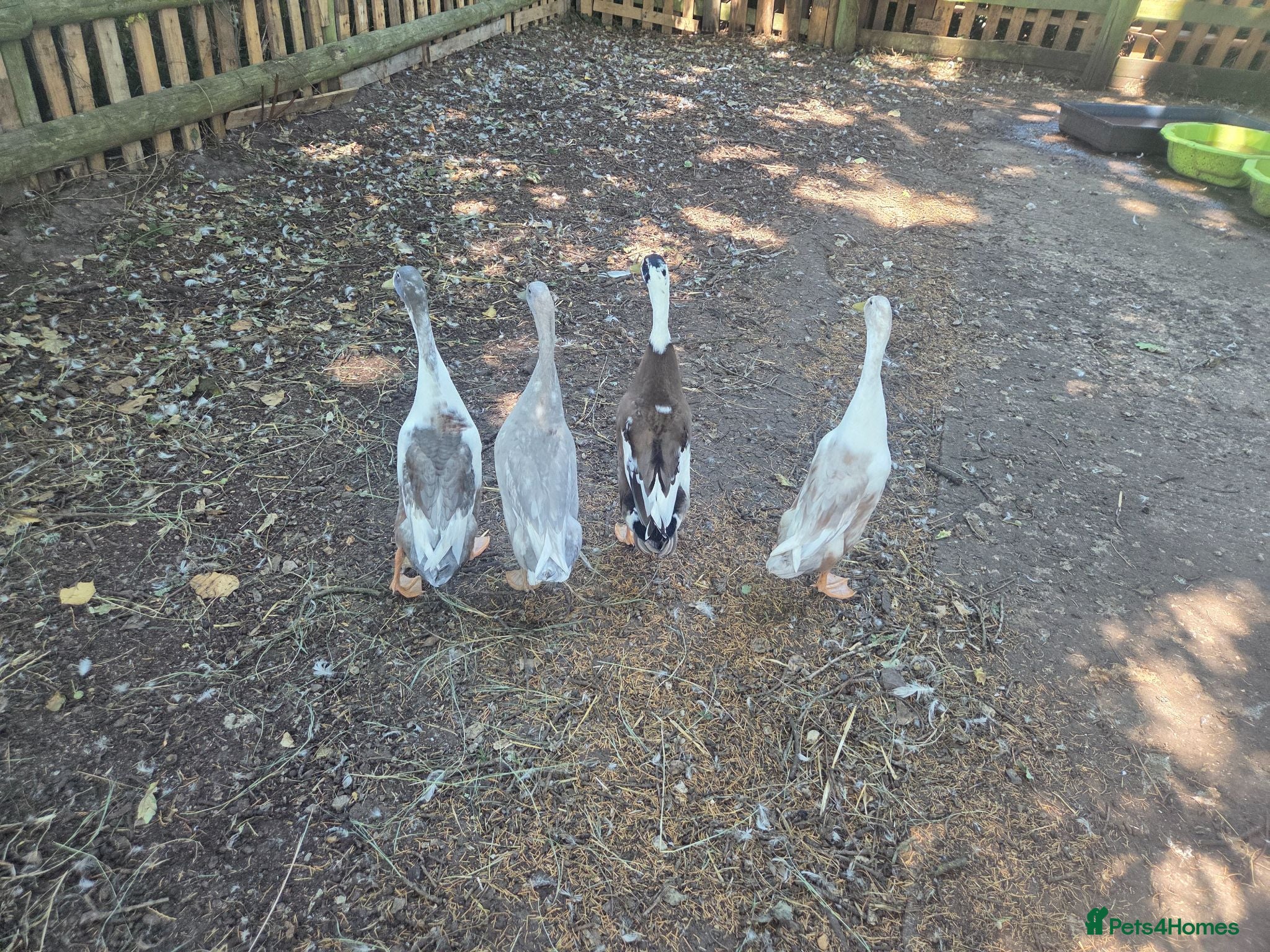 Ducks poultry Male Indian runners - Advert 1