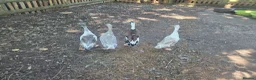 Ducks poultry for sale: Male Indian runners - Advert 1