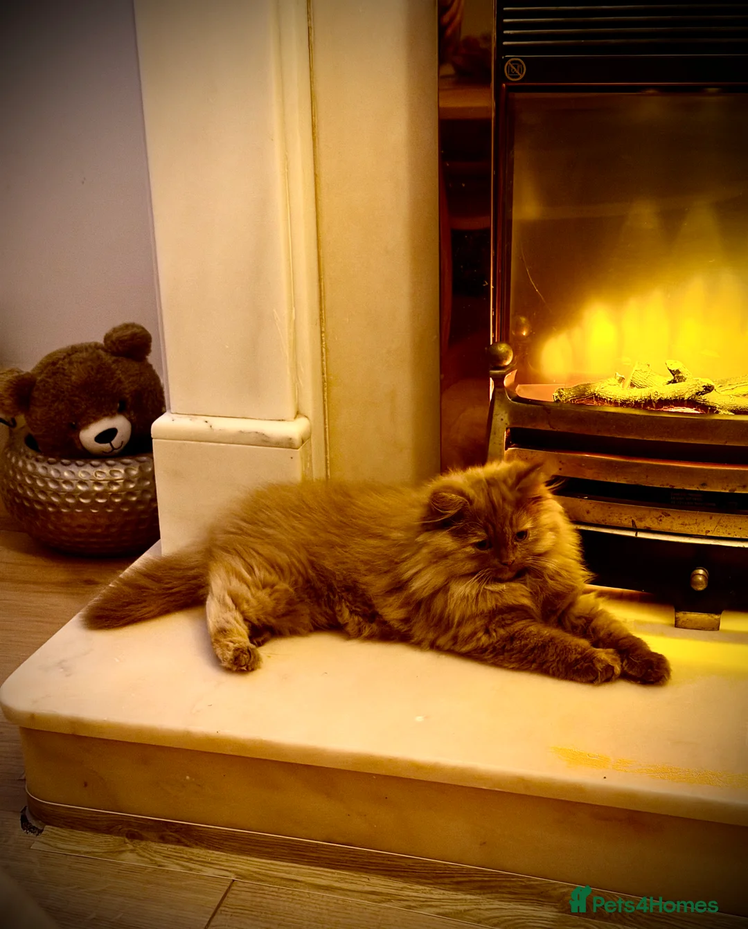 British Longhair cats for sale: Beautiful show quality BLH Cinnamon tortie girl  - Advert 2