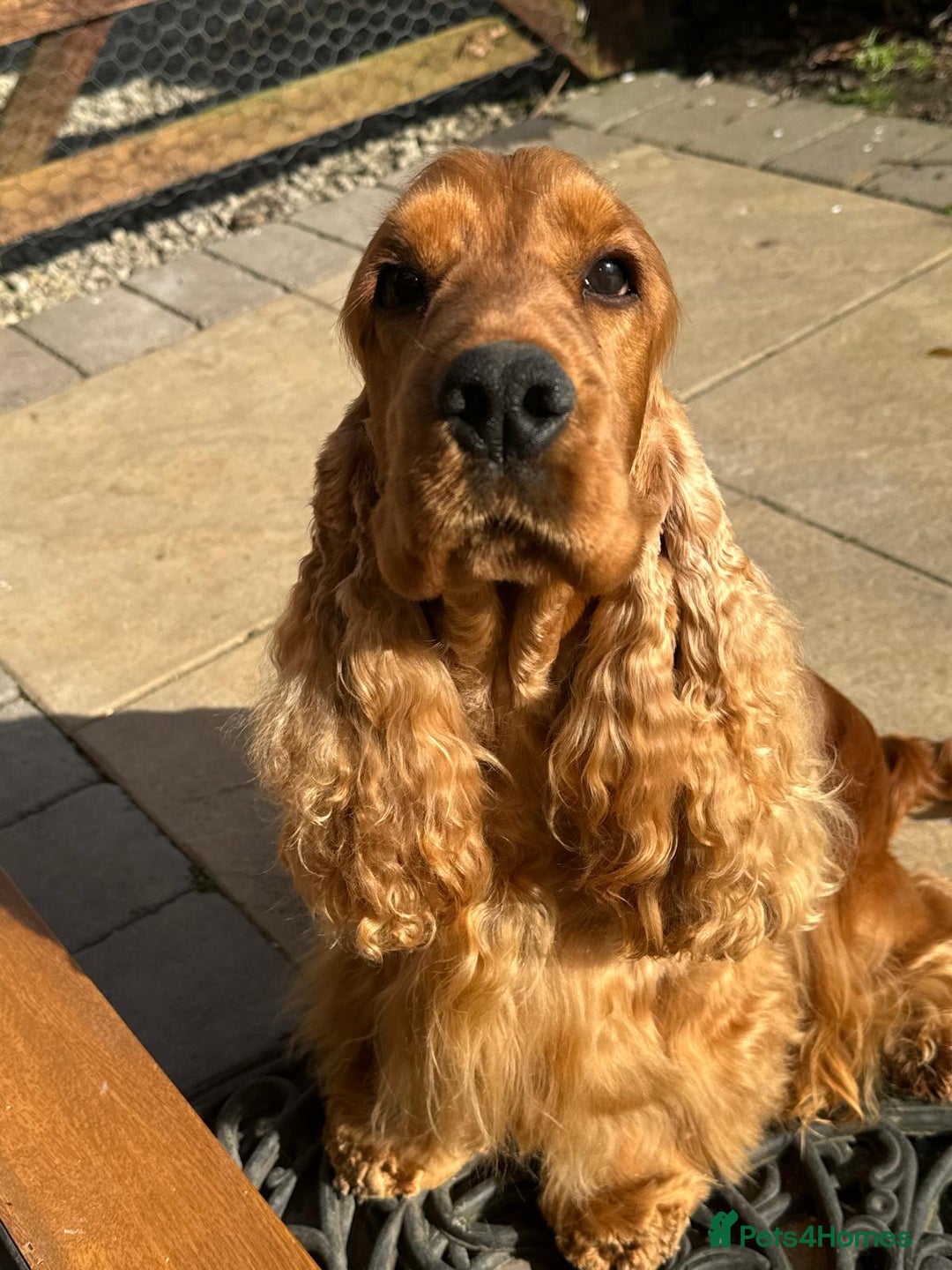Cocker Spaniel dogs for sale: Stop scrolling - these pups are worth it - Image 5