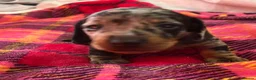 Miniature Dachshund dogs for sale: Lovely miniature dachshund pups  - Advert 8
