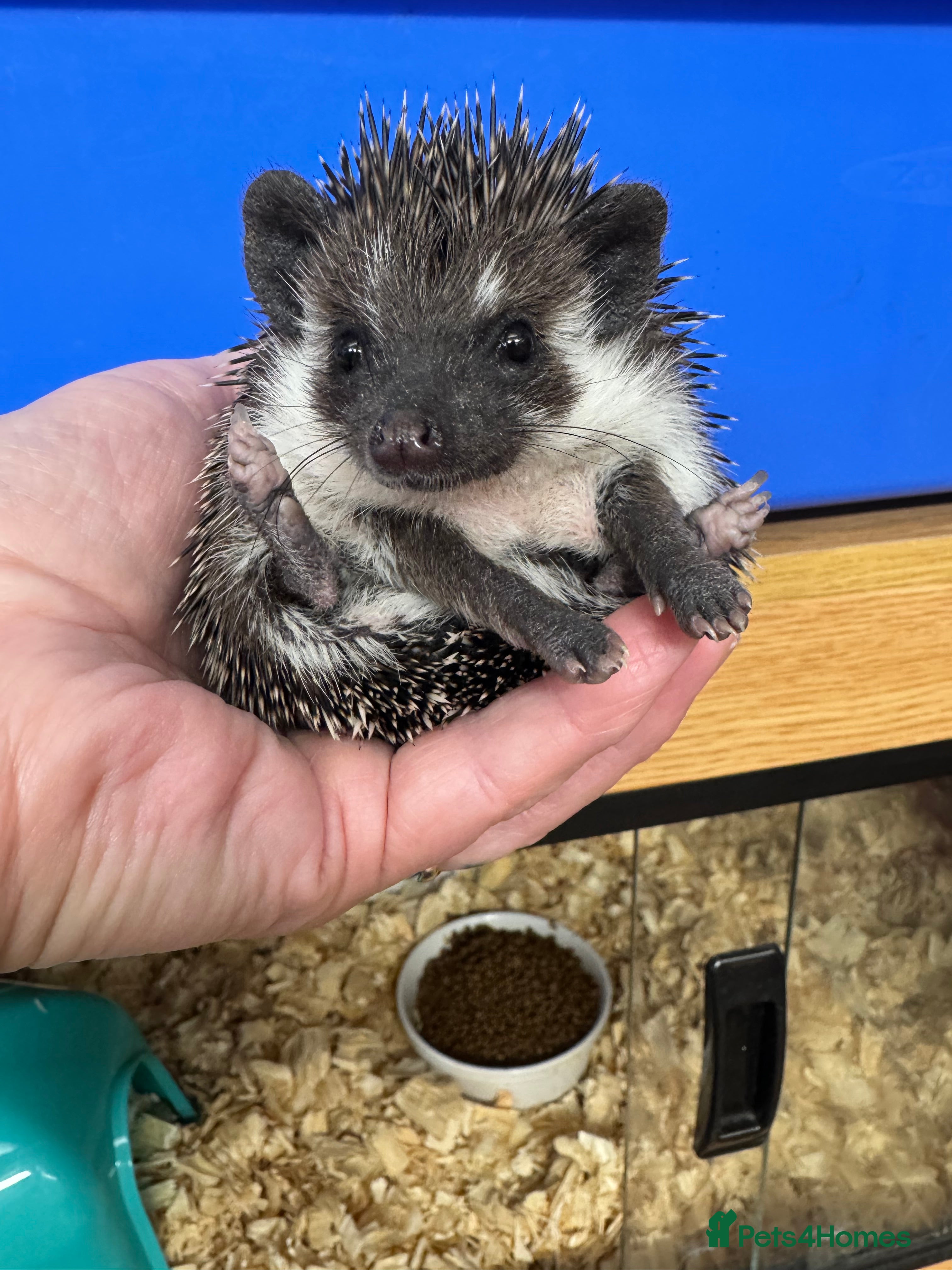 Pygmy Hedgehog rodents Hoglets full/dual masked/ split faced/reverse - Advert 18