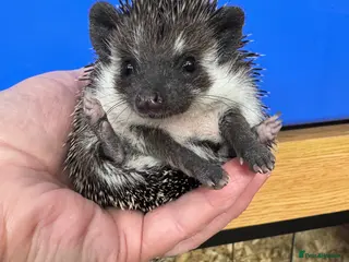 Pygmy Hedgehog rodents Hoglets full/dual masked/ split faced/reverse - Advert 18