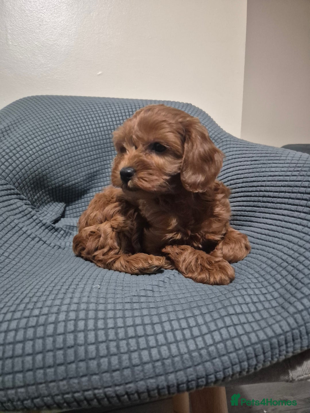 Cockapoo dogs for sale: Gorgeous Cockapoo For Sale  - Advert 6