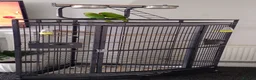 Parrots birds for sale: Indian Ringneck parrots in Keighley - Advert 2