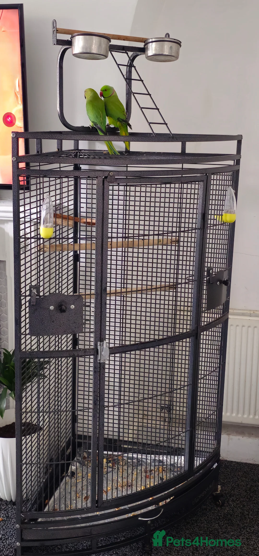 Parrots birds for sale: Indian Ringneck parrots in Keighley - Advert 2