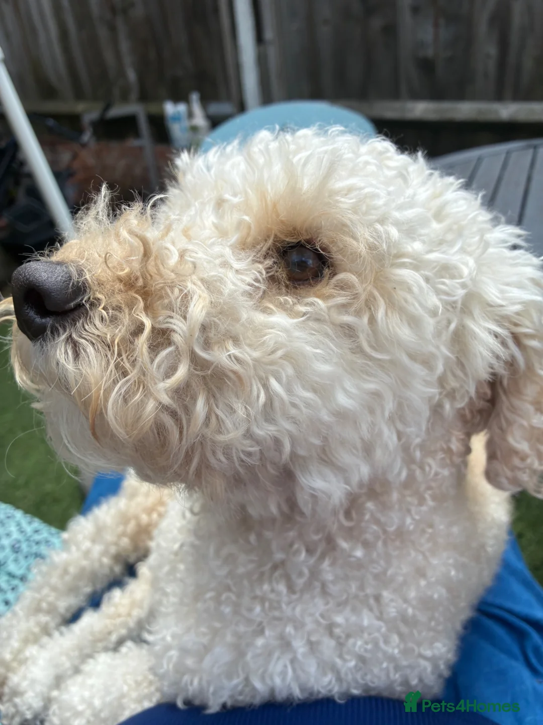 Poochon dogs for sale: Lovable Poodle Bichon (Poochon) - Advert 2