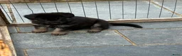 German Shepherd dogs for sale: German Shepard Pups - Ready to leave now! in Goole - Advert 12