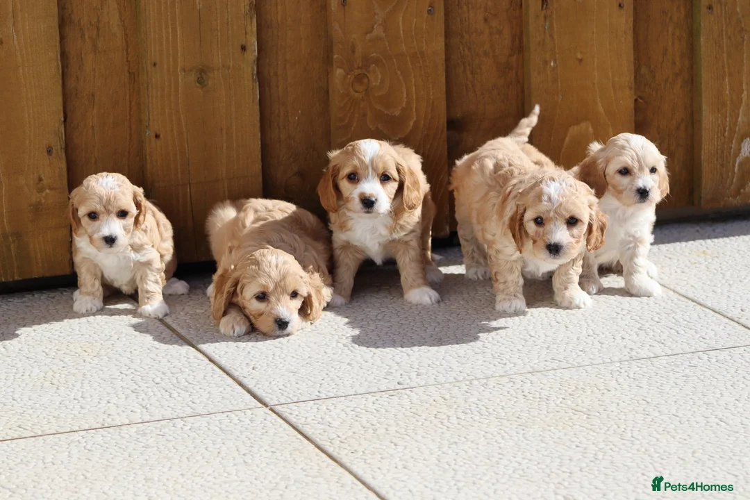 Cavapoochon dogs for sale: Cavapoochon puppies for sale - Advert 1