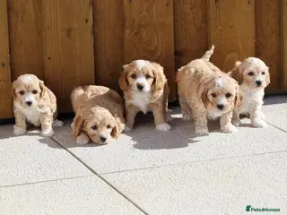 Cavapoochon dogs for sale: Cavapoochon puppies for sale - Advert 3