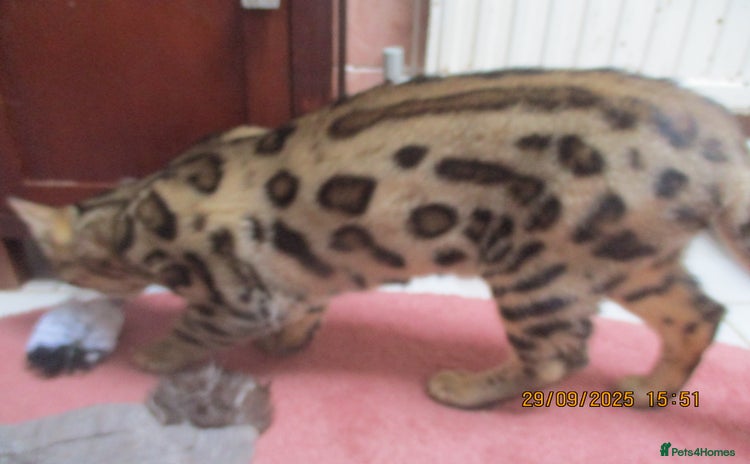 Bengal cats - Advert 8