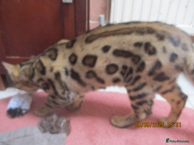 Bengal cats - Advert 4