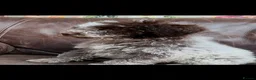 Lagotto Romagnolo dogs for sale: Quality lagotto romagnolo puppies for sale - Advert 14