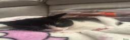 Mixed Breed cats for sale: Female black / white kitten - Advert 3