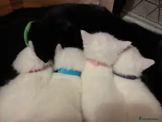 Mixed Breed cats Full white and black kittens for sale - Advert 1