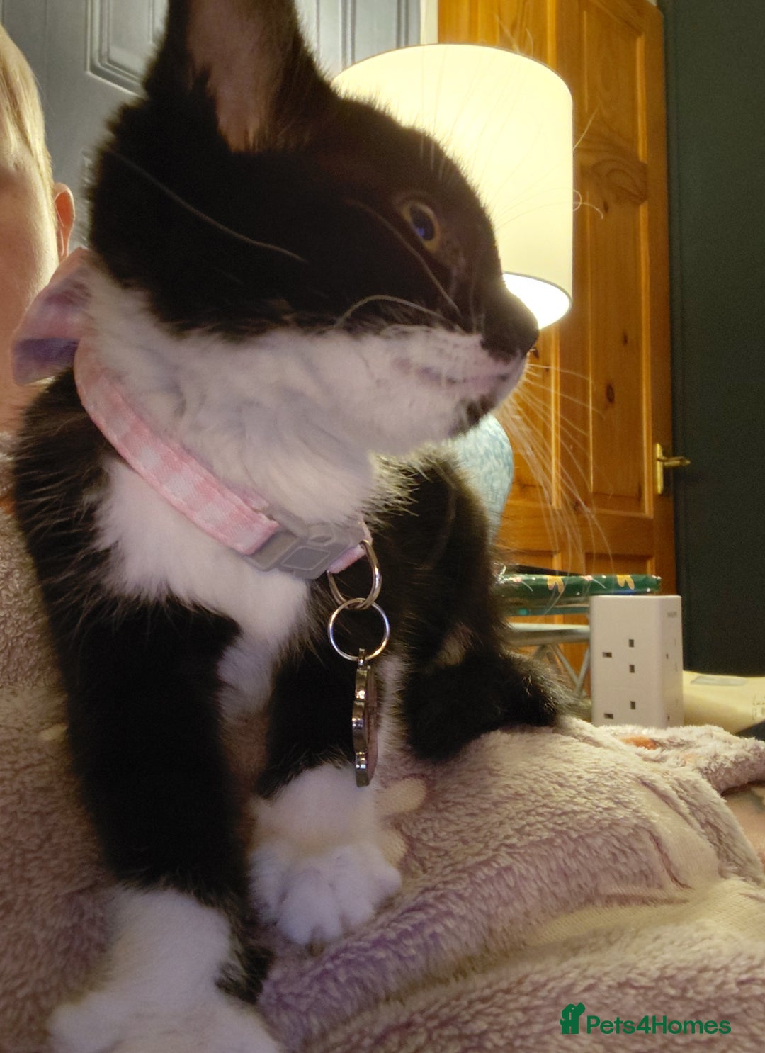 Mixed Breed cats for sale: Female kitten - Image 4