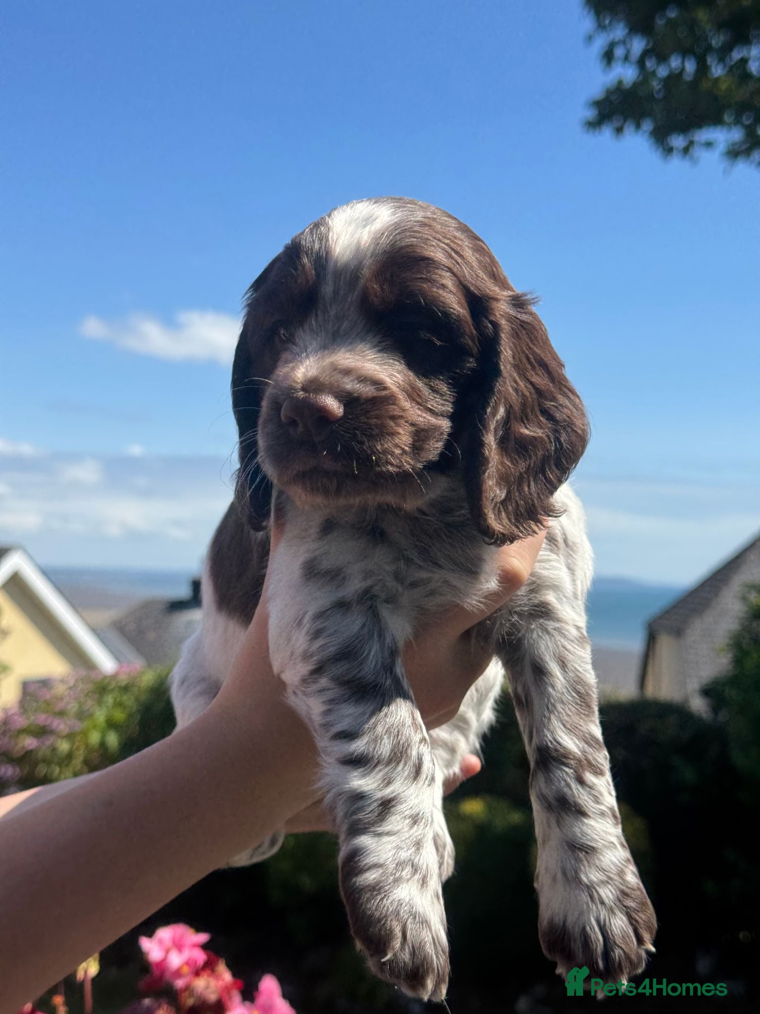 Cocker Spaniel dogs Working Cocker Spaniel Puppies - Advert 2