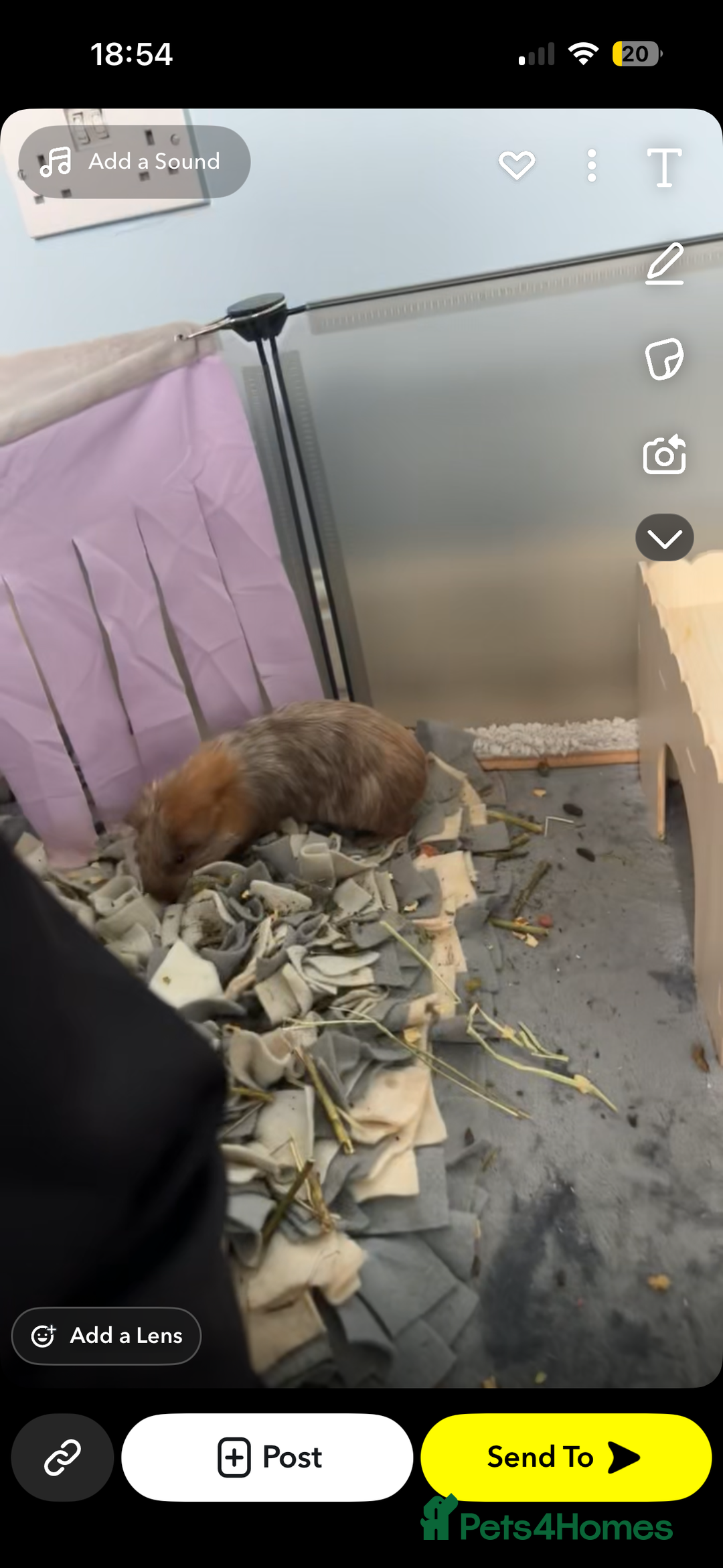 Guinea Pig rodents for sale: Guinea pigs and set up price can be discussed - Advert 3