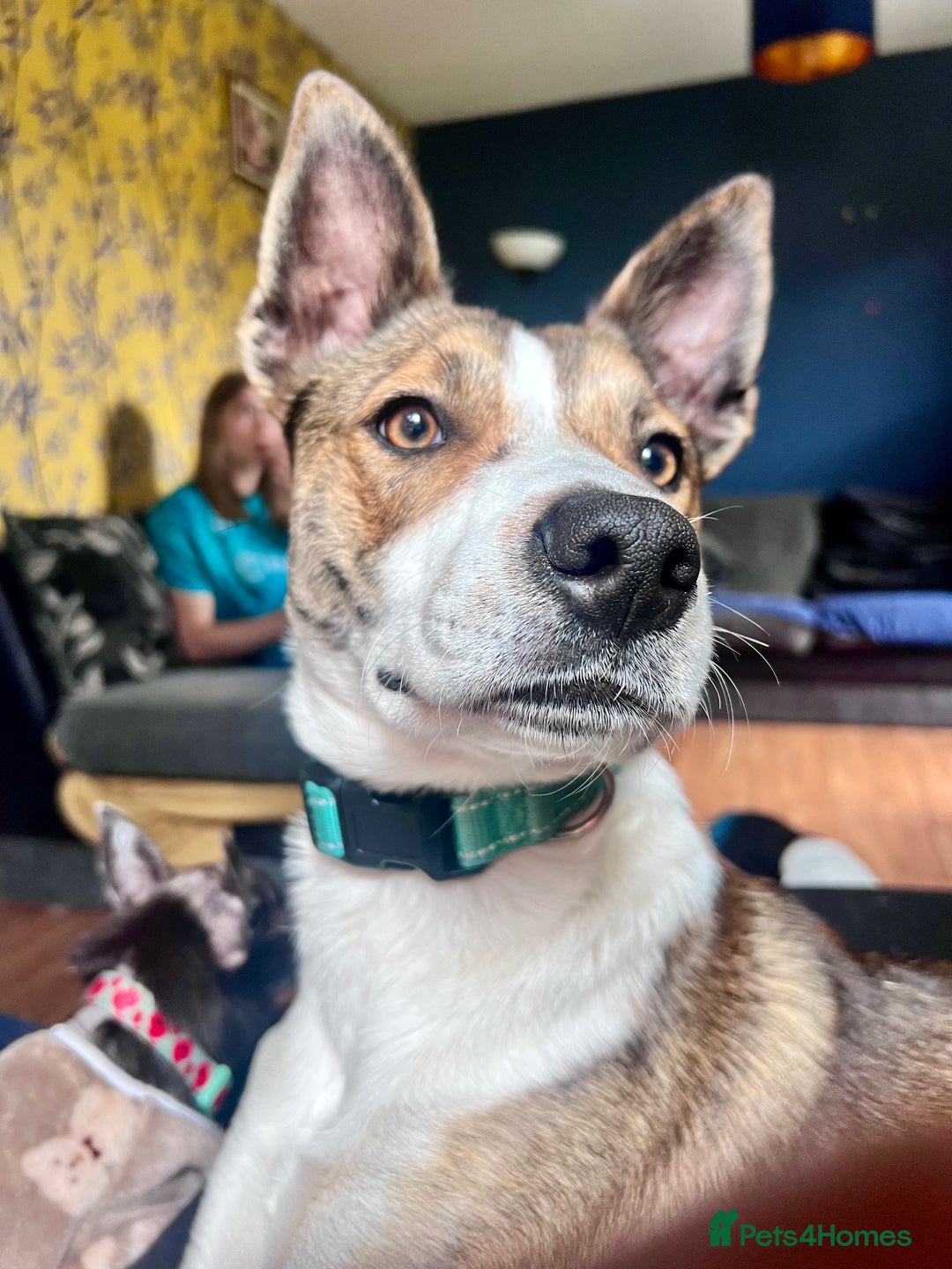 Mixed Breed dogs for sale: Beautiful Mixed breed female  - Advert 5