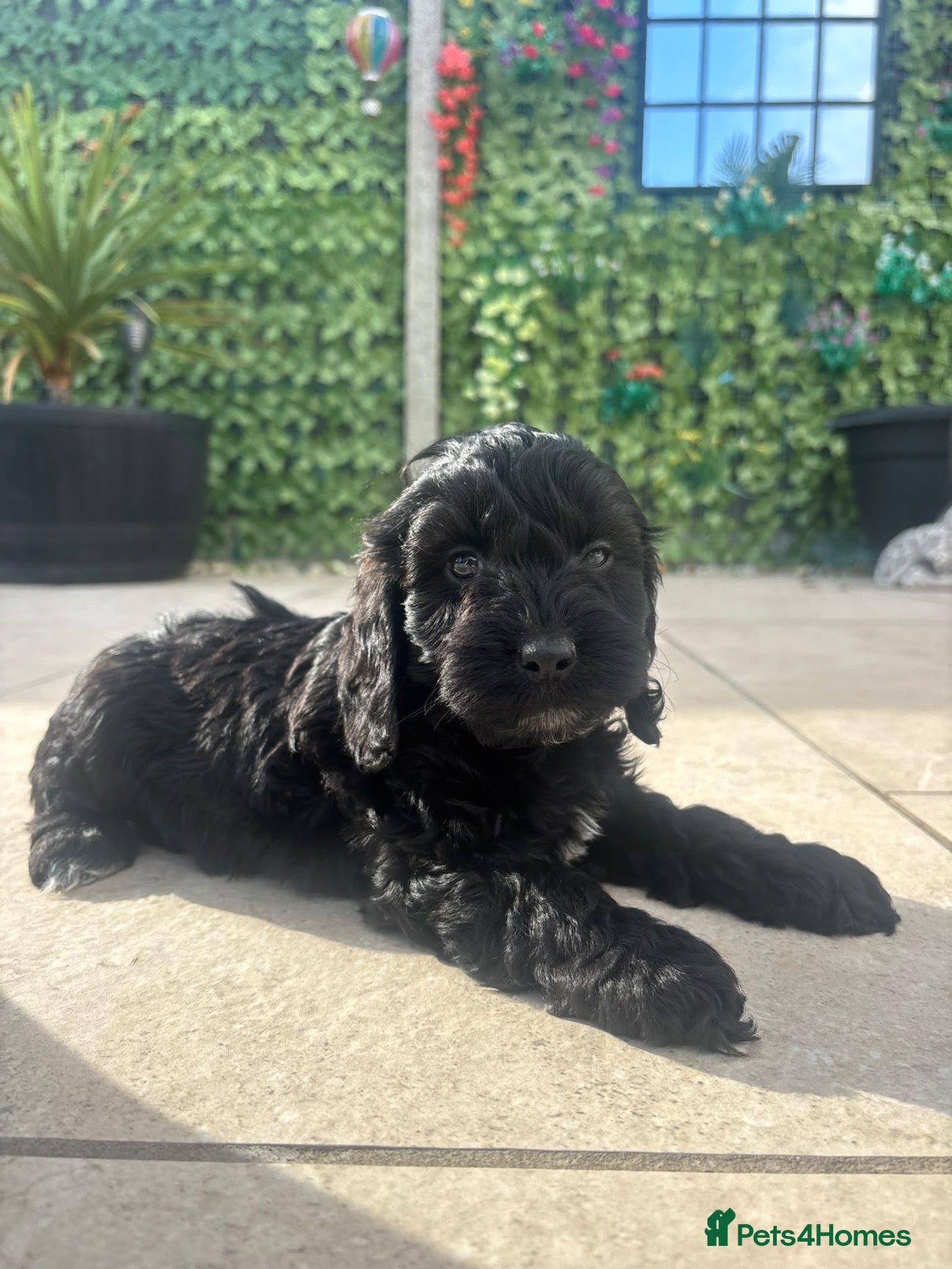 Cockapoo dogs for sale: F1 Toy Cockapoo Puppies *READY THIS WEEKEND* - Advert 1