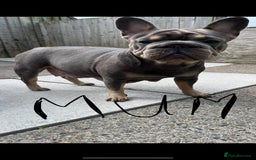 French Bulldog dogs for sale: Beautiful French bulls  - Image 26