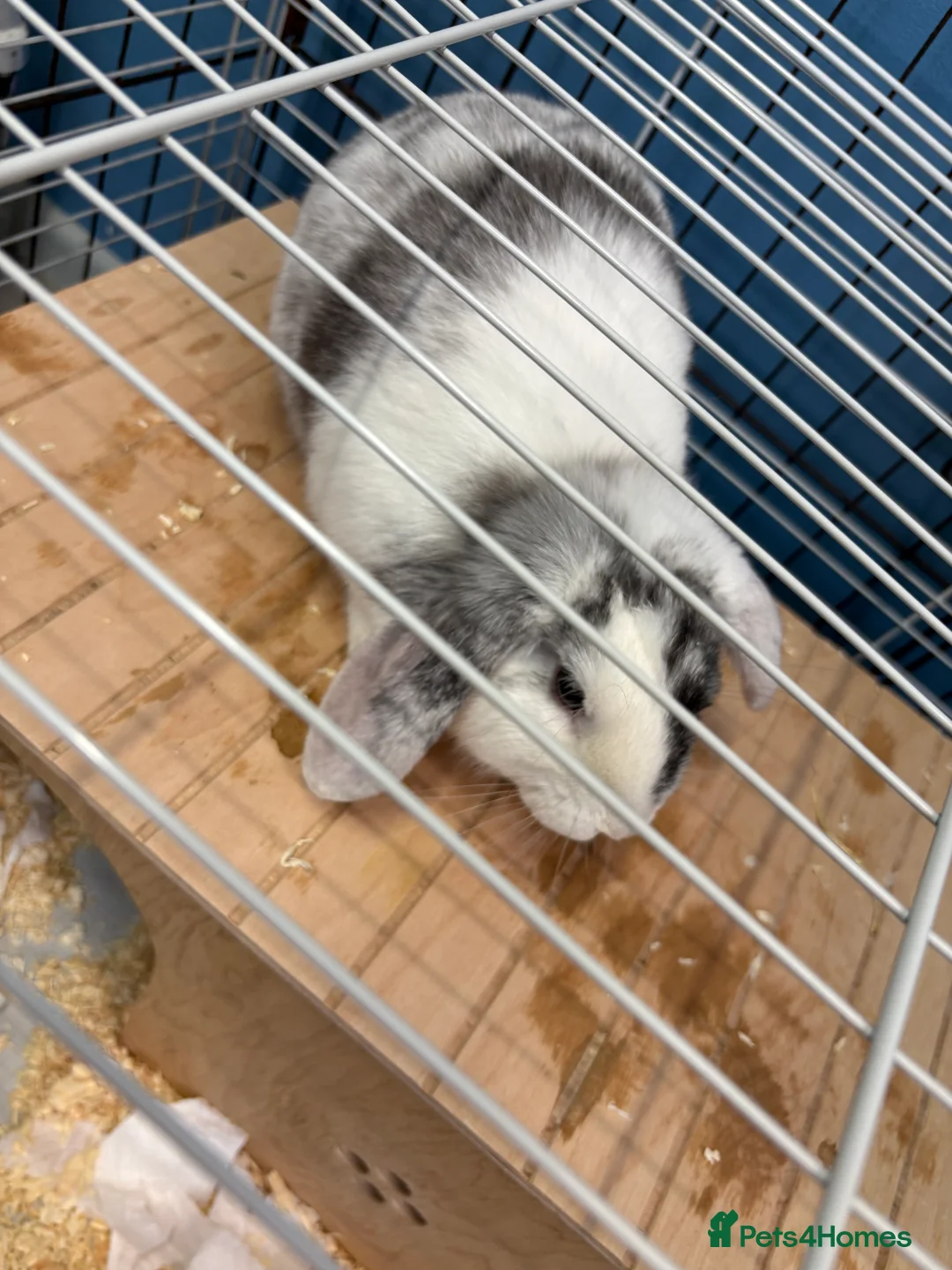 Mixed Breed rabbits for sale: Mini lop cross male rabbit - Advert 4