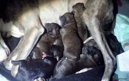 Bedlington Terrier dogs for stud: Bedlington terrier for std in Barnsley - Image 23