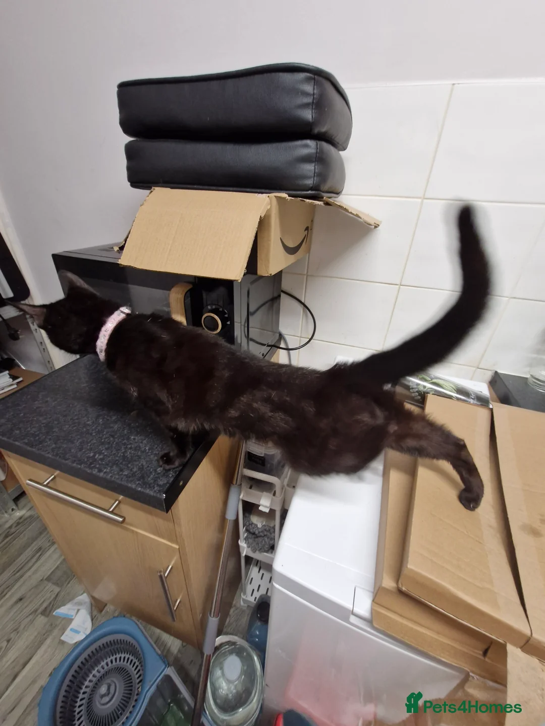 Mixed Breed cats for sale: Female cat 18 months old Free to good home. - Advert 2