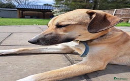 Mixed Breed dogs for adoption: Sara - Norwich Norfolk  - Image 29