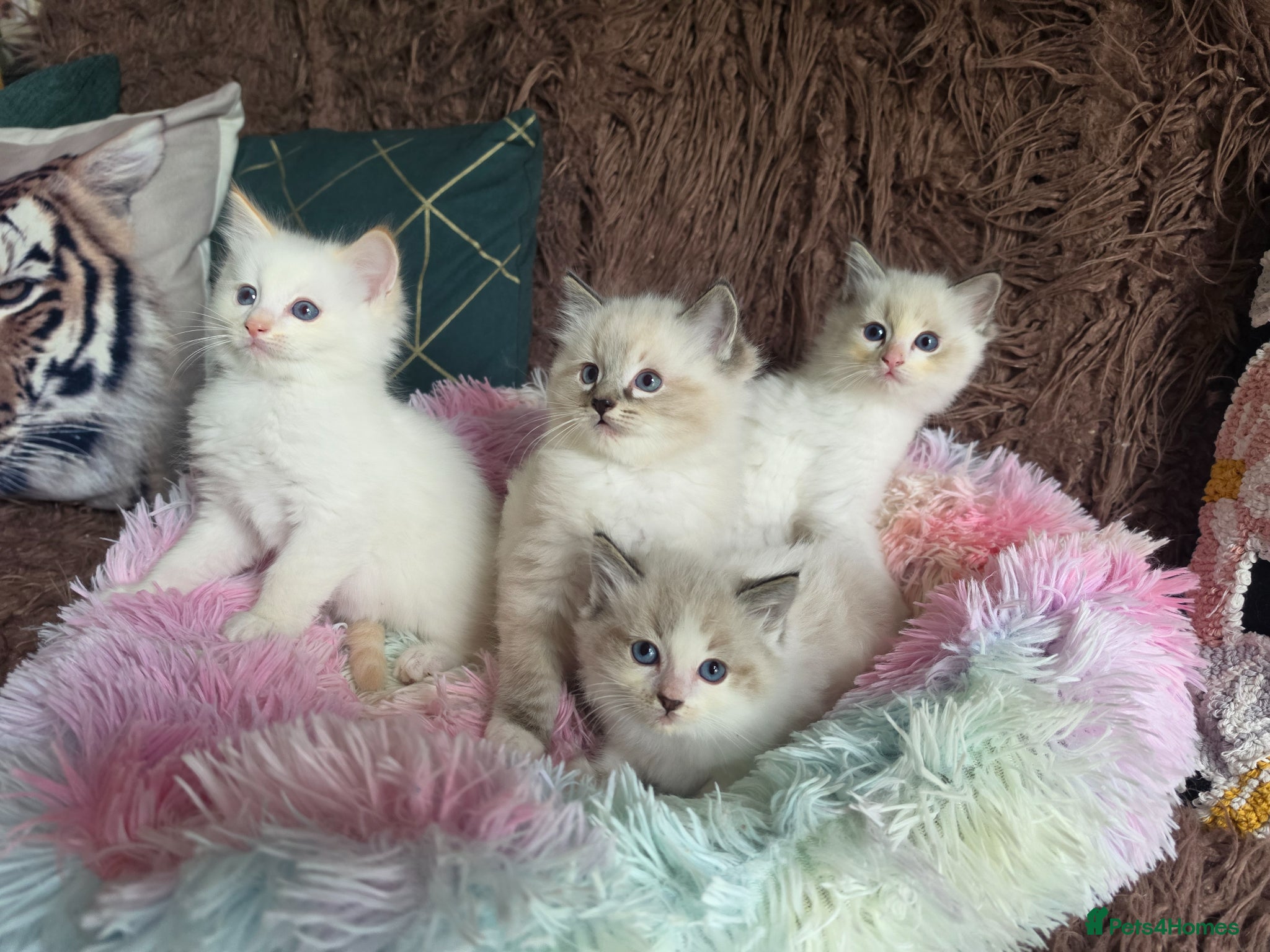 Ragdoll cats GCCF Registered Gorgeous Kittens  - Advert 1