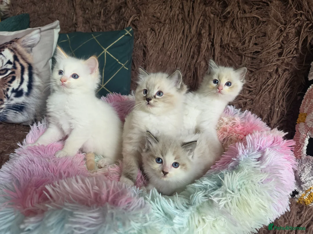 Ragdoll cats for sale: GCCF Registered Gorgeous Kittens  - Advert 1