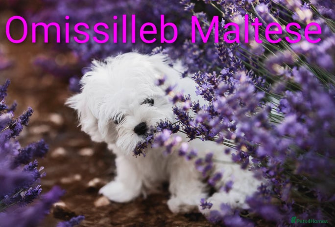 Maltese dogs - Advert 1