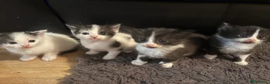 Domestic Shorthair 5