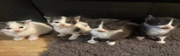 Domestic Shorthair cats for sale: 5 beautiful kittens for sale in Wigan - Advert 2