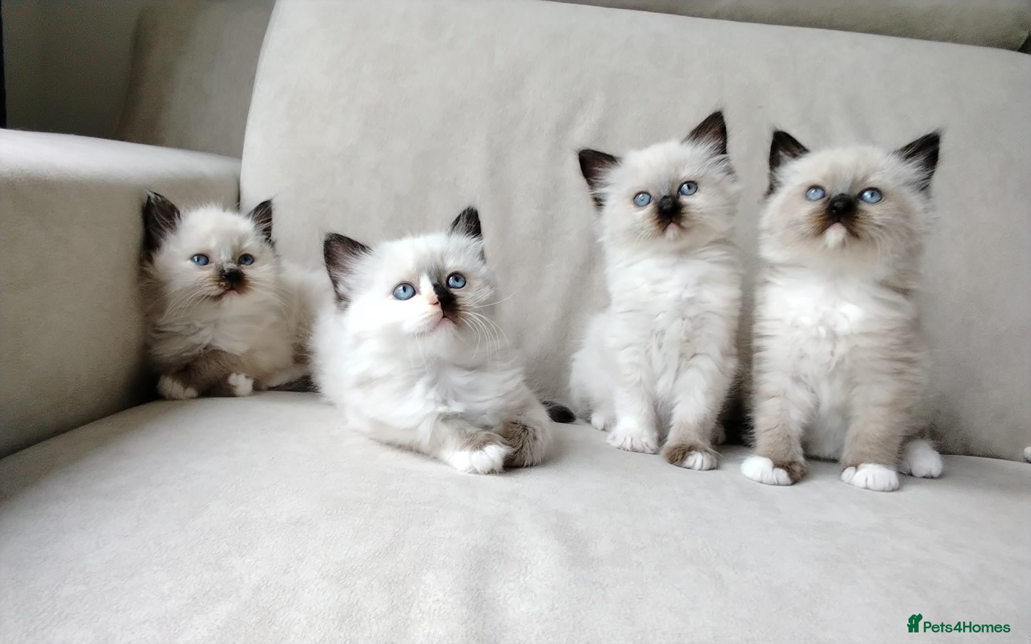 Ragdoll cats STUNNING Ragamese Kittens Ready to Leave - Advert 2