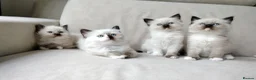 Ragdoll cats for sale: STUNNING Ragamese Kittens Ready to Leave - Advert 2
