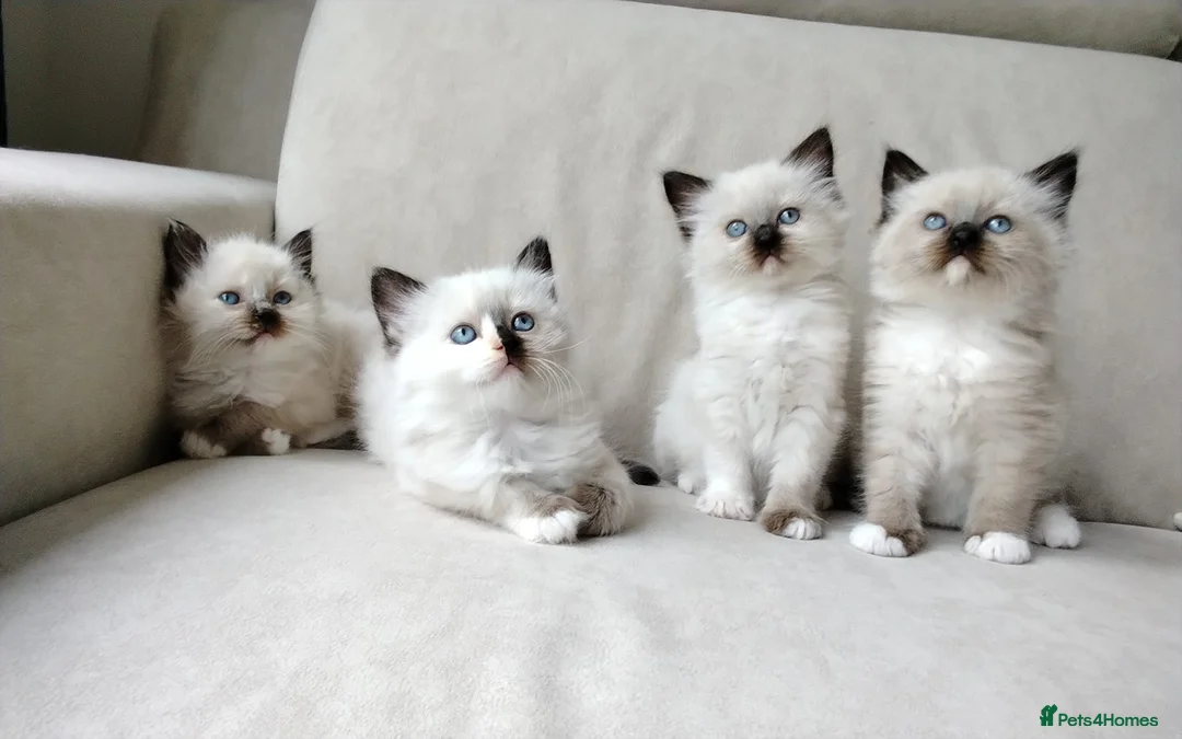 Ragdoll cats for sale: STUNNING Ragamese Kittens Ready to Leave - Advert 2