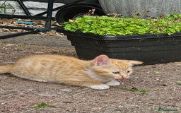 Mixed Breed cats for sale: 3 lovely and playful kittens  - Image 5