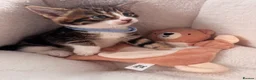 Mixed Breed cats for sale: Beautiful friendly well handled kittens - Advert 9