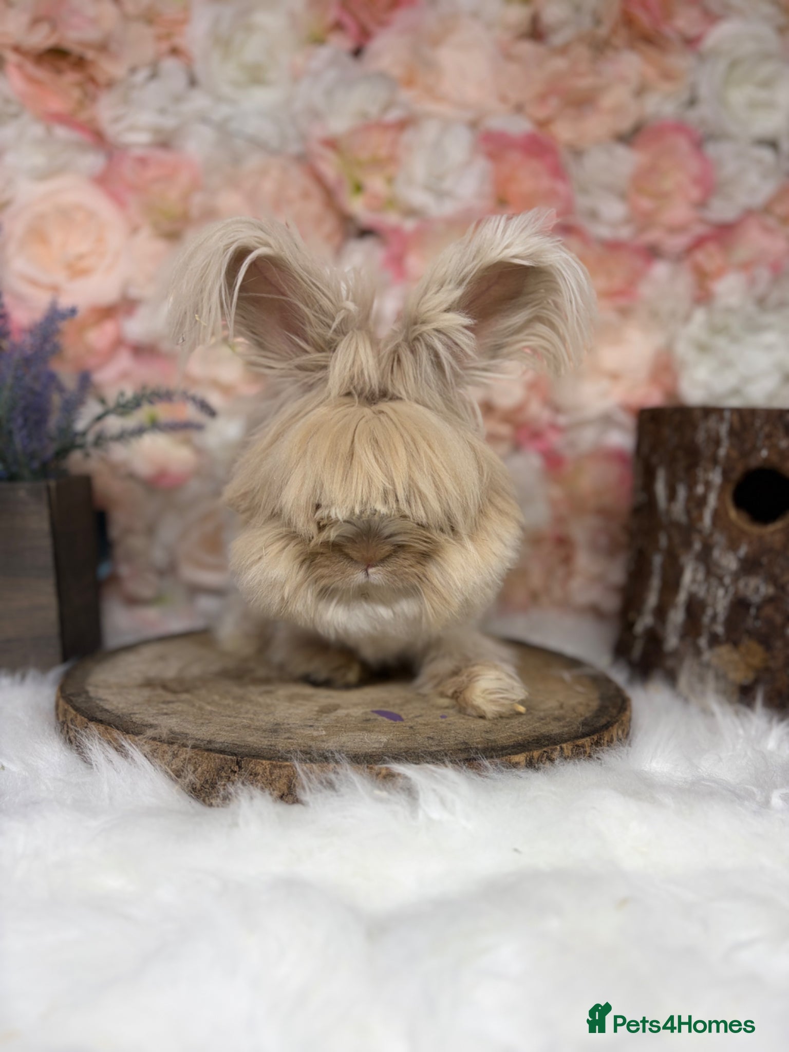 Angora rabbits for sale: 🌟 PUREBRED ENGLISH ANGORAS 🌟 - Advert 9
