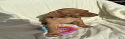 Hungarian Vizsla dogs for sale: 8 Five week old KC Reg Vizsla Puppies for sale - Advert 7