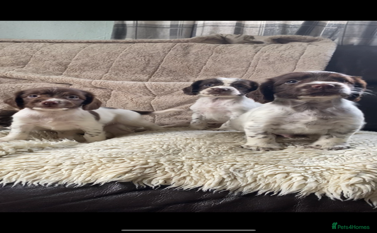 English Springer Spaniel dogs - Advert 2