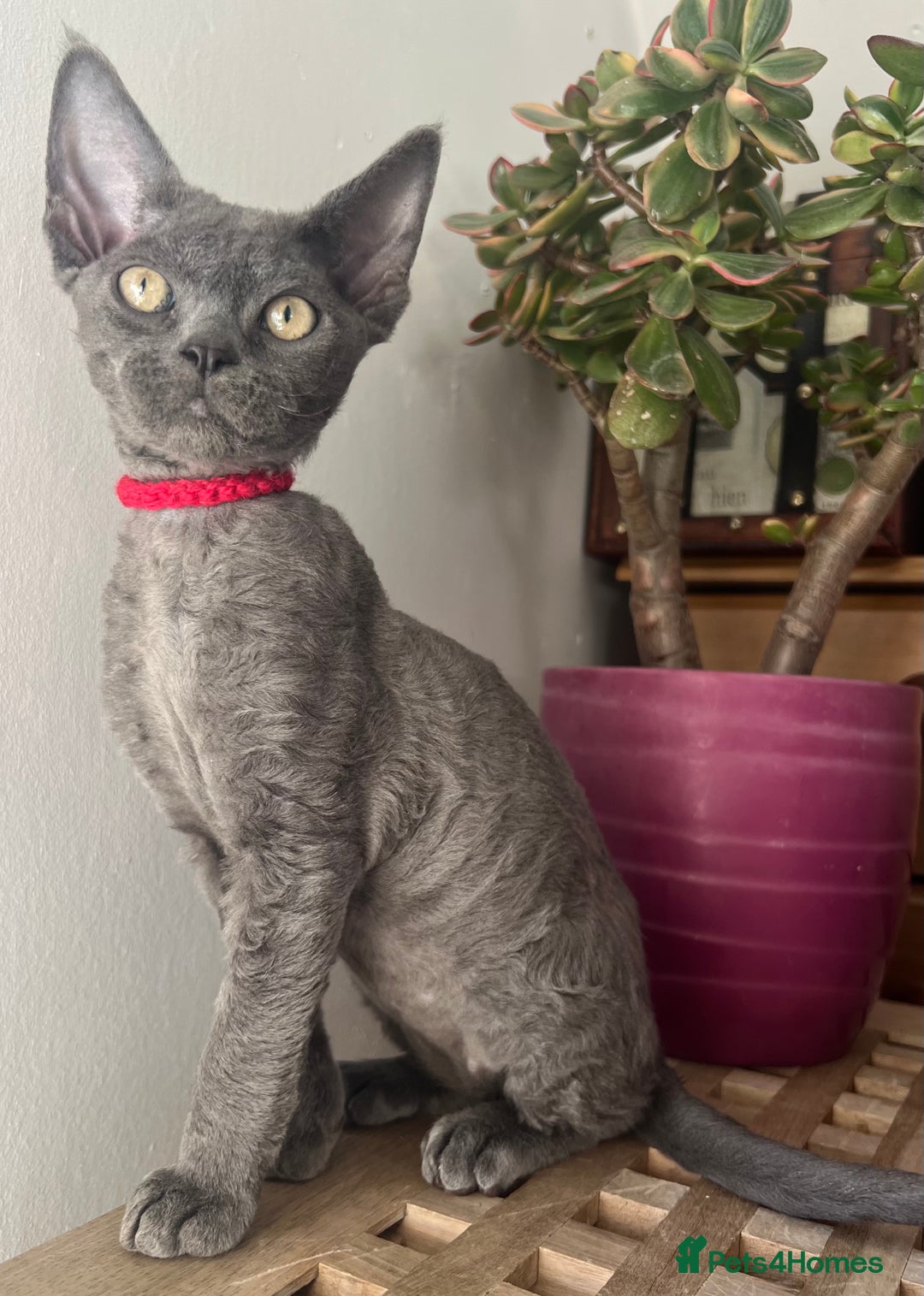 Devon Rex cats for sale: Devon Rex kittens  - Advert 5