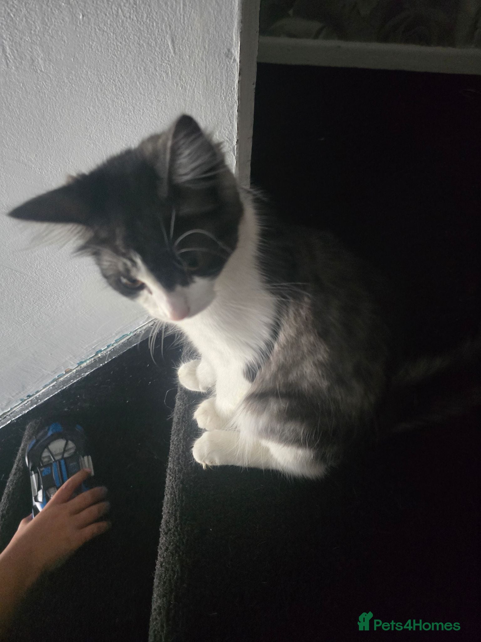 Mixed Breed cats Black grey white kitten - Advert 3
