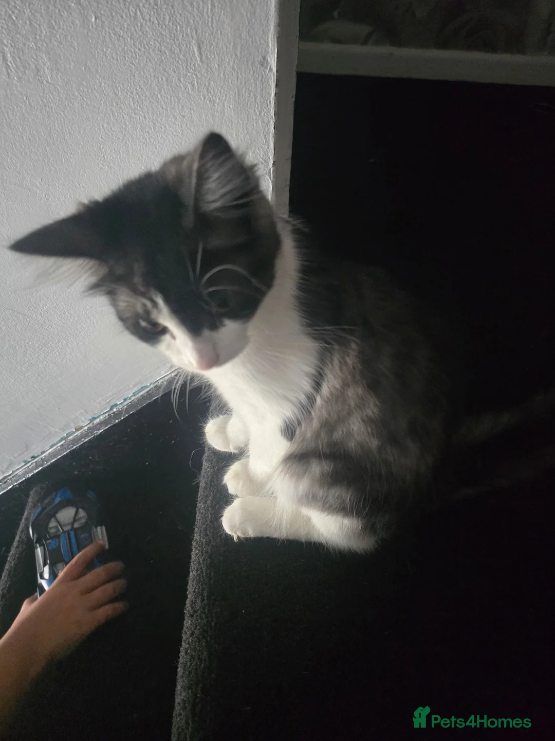 Mixed Breed cats for sale: Black grey white kitten - Advert 1