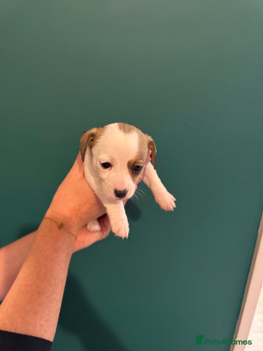 Mixed Breed dogs for sale: Dachshund x Jack Russel Puppies  - Image 6