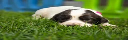 Mixed Breed dogs for sale: *Therapy bred* Clumber cocker springer cross  - Advert 16