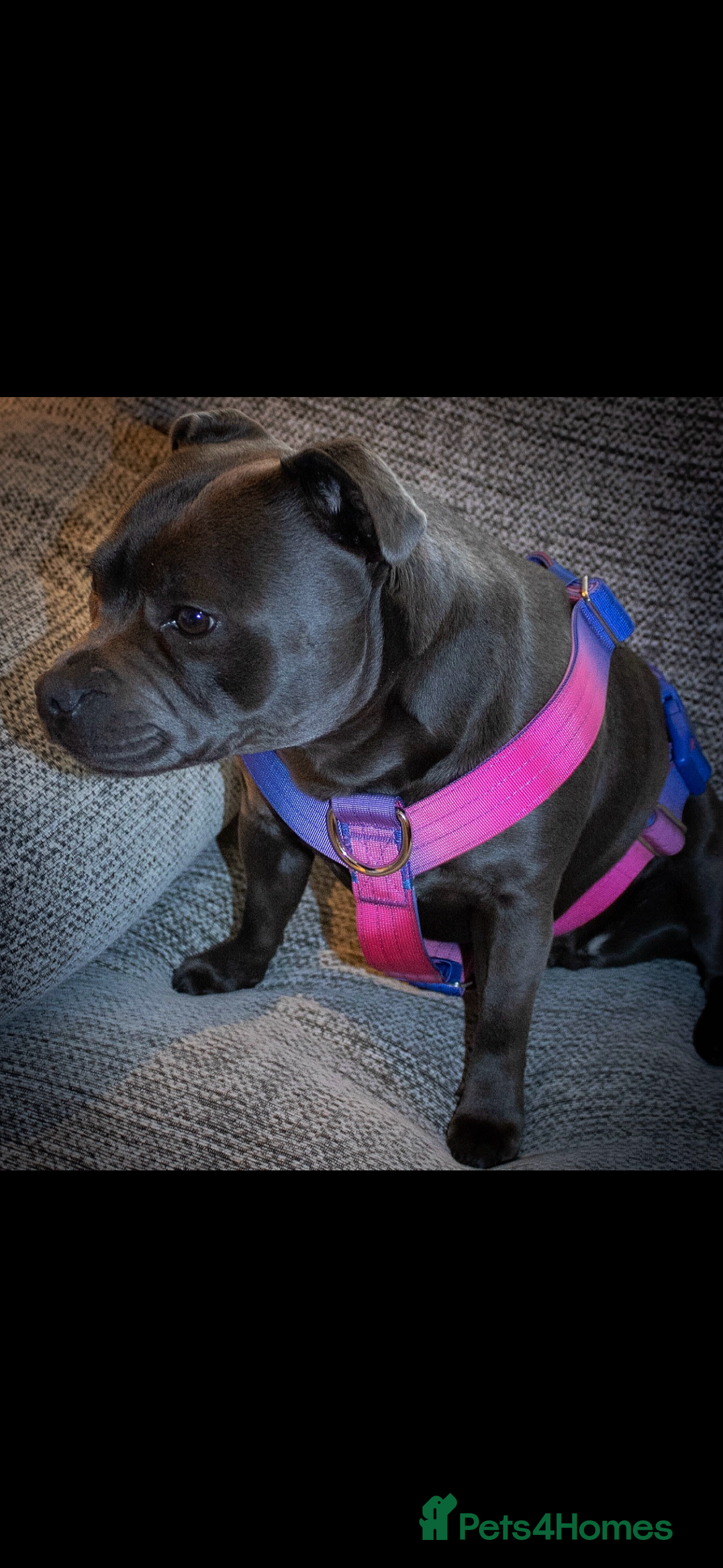 Staffordshire Bull Terrier dogs 24 MONTH OLD BEAUTIFUL BLUE STAFFY SADIE - Advert 11