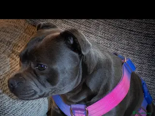 Staffordshire Bull Terrier dogs 24 MONTH OLD BEAUTIFUL BLUE STAFFY SADIE - Advert 11