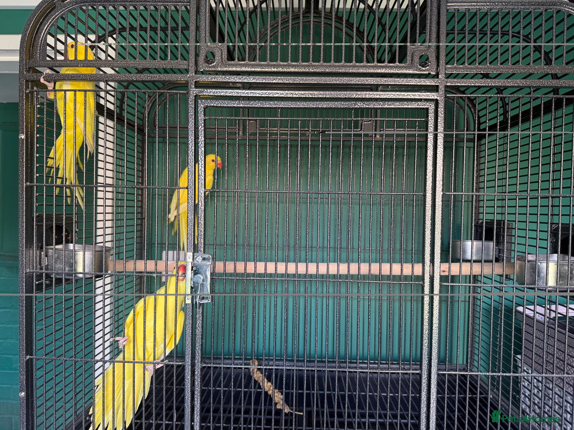 Ringnecks birds Lutino Ringnecks  - Advert 2